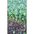 Green fast grow black split  coriander  seed